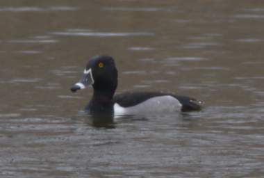 Ring-Necked Duck