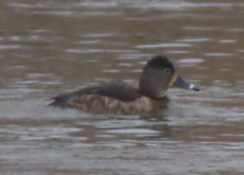 Ring-Necked Duck F