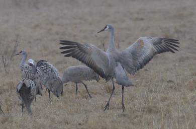 Sandhill Cranes