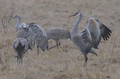 Sandhill Cranes