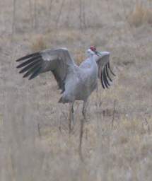 Sandhill Cranes