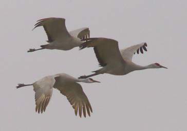 Sandhill Cranes