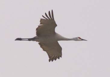 Sandhill Cranes