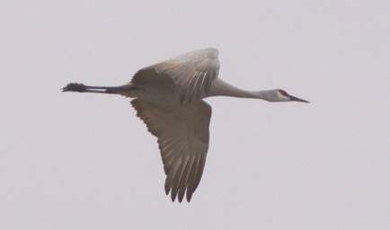 Sandhill Cranes