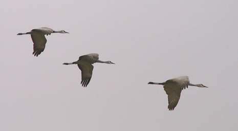 Sandhill Cranes