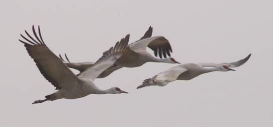 Sandhill Cranes Flying