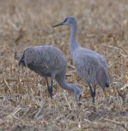 Cranes Loading Up 