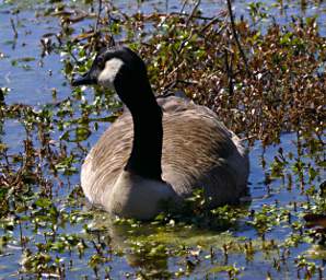 Canada Goose