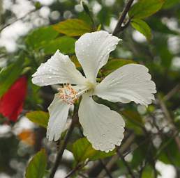 Amani Flower Xxx White