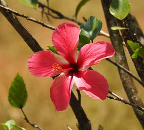 Flower Hibiscus