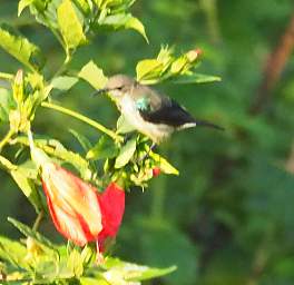 Purple Banded Sunbird