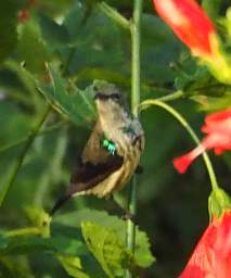 Purple Banded Sunbird