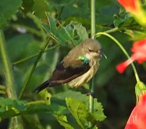 Purple Banded Sunbird