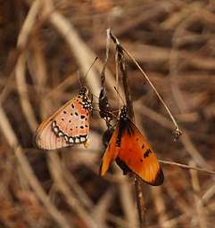 Butterfly Heap