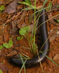 Amani Millipede