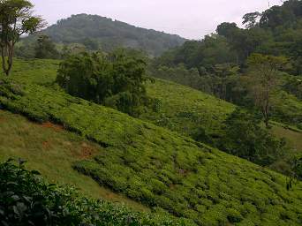 Amani Tea Plantation