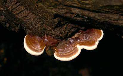 Fungus