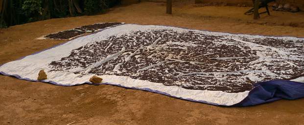 Cloves Drying