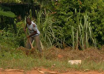 Man Gardening