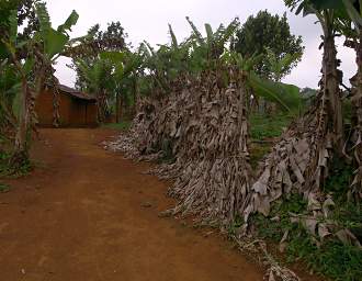 Cinnamon Bark Drying