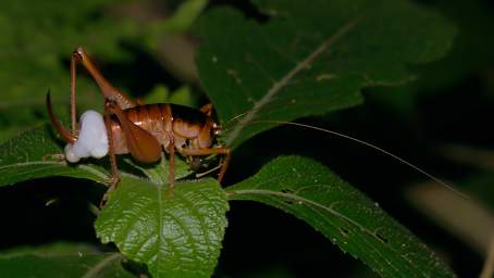 Cricket Laying Eggs