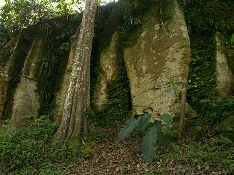 Amani Cliffs Violets