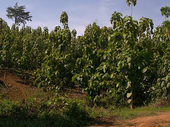 Amani Tree Plantation