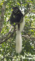 Colobus Monkey