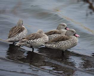 Cape Teal