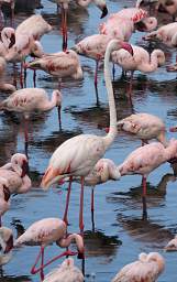 Greater Flamingo