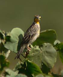 Yellow Throated Long Claw