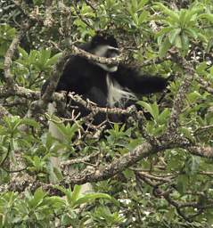 Colobus Monkey