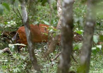 Red Duiker