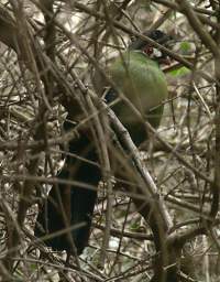 Hartlaubs Turaco