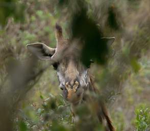 Masai Giraffe