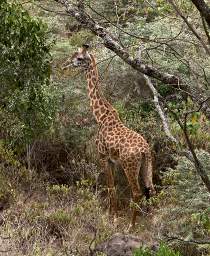 Masai Giraffe