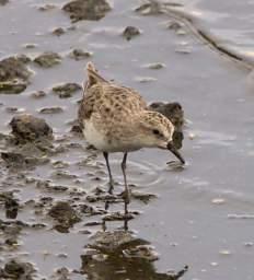 Temmincks Stint