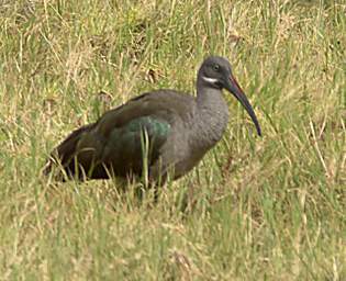 Hadada Ibis