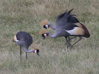 Grey Crowned Crane