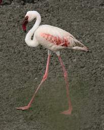 Lesser Flamingo