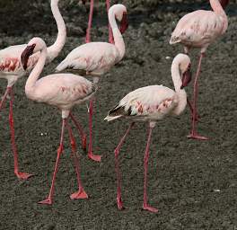 Lesser Flamingo