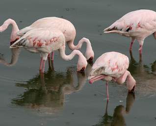 Lesser Flamingo