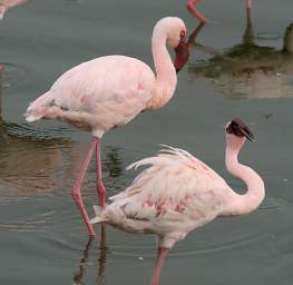 Lesser Flamingo