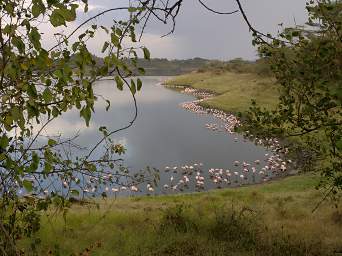 Lake Flamingos