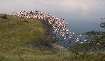 Flamingos