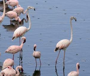 Greater Flamingo