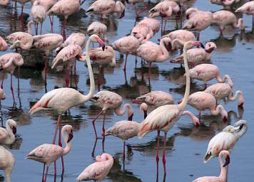 Greater Flamingo