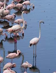 Greater Flamingo