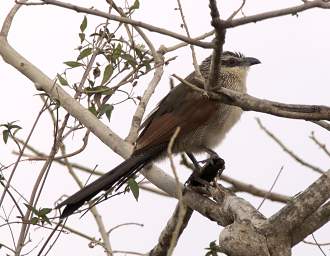 White Browed Coucal