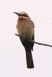 White Fronted Bee Eater